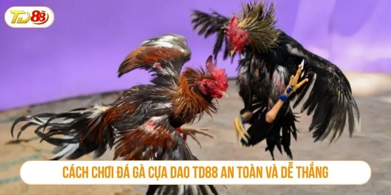 Cách chơi đá gà cựa dao TD88 an toàn và dễ thắng