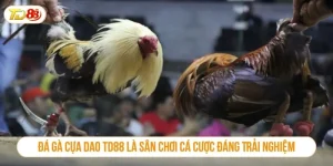 Đá gà cựa dao